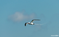 0471_LIZ_4376