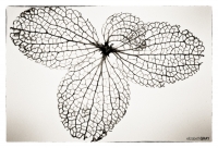 Hydrangea Skeleton