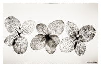 Hydrangea Skeleton