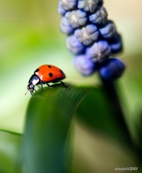 20110412-elg_1164-edit