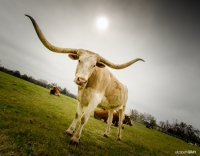 Texas Longhorn 2