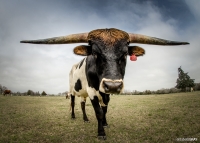 Texas Longhorn 3