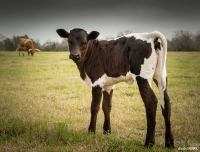 Texas Longhorn 5