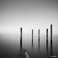 Ghost Gulls