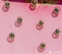 Pink Bulbs