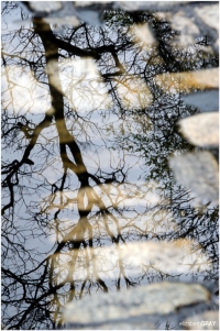 New York Reflection