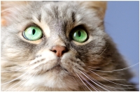 Siberian Cat