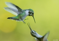 Hummer Fight