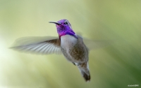 Hummer 1