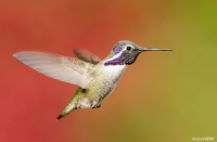 Hummer 4