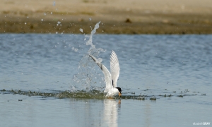 ELG_6125-Edit