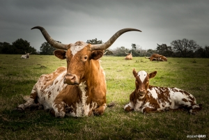 Texas Longhorn 4