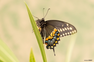 Black Swallow Tail 1