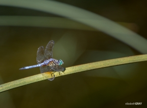 Dragon Fly