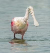 Roseate Spoonbill