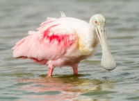 Roseate Spoonbill