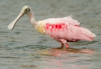 Roseate Spoonbill