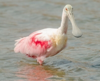Roseate Spoonbill