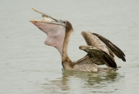 Brown Pelican Dinner