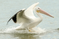 White Pelican