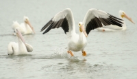 White Pelican