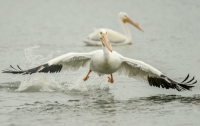 White Pelican