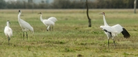 Whooping Crane Dance