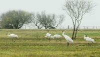 Whooping Cranes