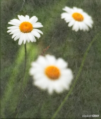 Daisy
