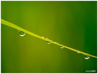 Morning Dew