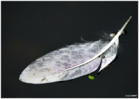 Feather and Water Plant