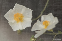 Anemone