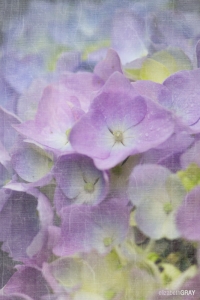 Hydrangea