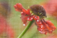 Echinacea