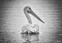 White Pelican