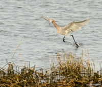 elg_4139-edit