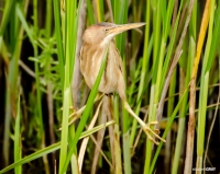 Least Bittern