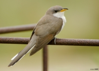 Yellow-Billed Cuckoo