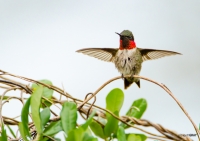 Ruby-Throated Hummingbird