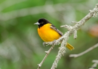 Baltimore Oriole