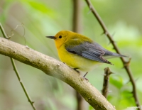 Prothonotary Warbler
