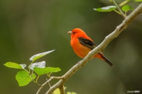 Scarlet Tanager Male