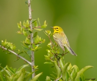 Prairie Warbler