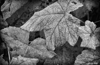 First Frost