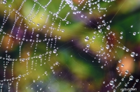 Nature's Jewels
