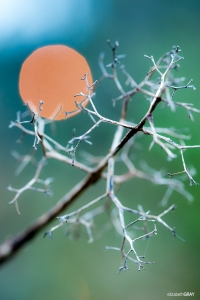 Morning Branch