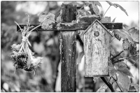 Old Bird House