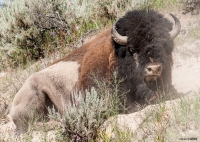 Yellowstone Bison