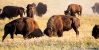 Yellowstone Bison