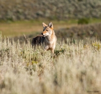 Coyote Hunting